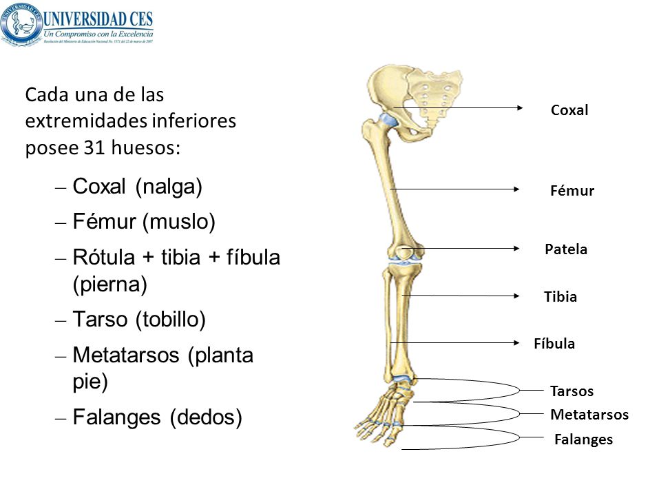 Huesos extremidades inferiores Huesos extremidades inferiores